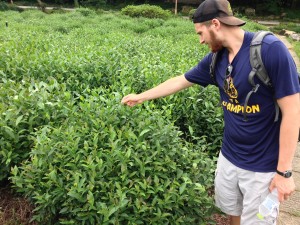 Picking leaves in the tea fields.