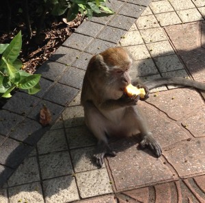 One of MANY monkeys we have seen. They are literally everywhere here.