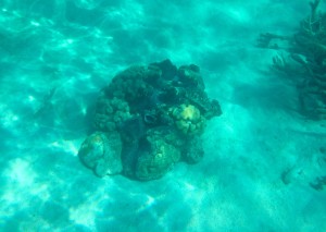 Here is a giant clam we saw. There were many of them, some probably as big as 5 feet long.