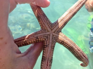 Holding a starfish. AND I also learned that starfish have a stomach in each leg.