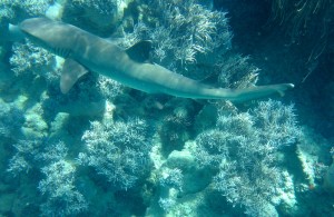 Swimming next to a white tip reef shark.