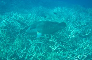 A Maori Wrasse exploring the staghorn coral.