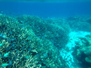 This was our last dive site, full of staghorn coral.  In it you can see thousands of fish that hide in it for shelter.
