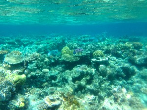 Here is a picture of all the coral.  In the water it literally seems to go on FOREVER.