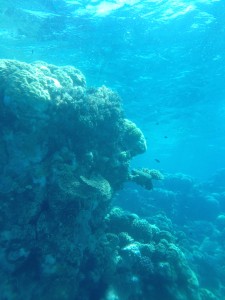 This is what the reef looks like from below.  This section was probably only 30 feet deep or so.