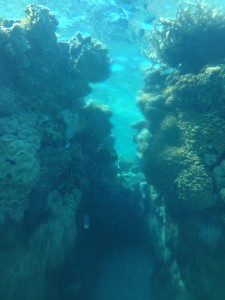 This was a cave of coral I found at one of our dive sights.  It was probably 20 feet deep and 4 feet wide or so.
